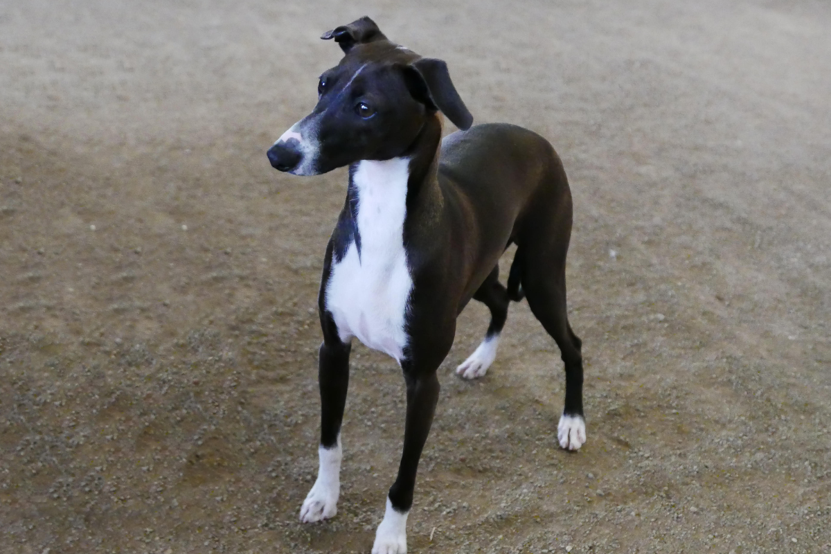 Dog's BLOG | Dog's 安曇野 長野県安曇野市 愛犬長期預かり・老犬ホーム・ドッグホテル・ドッグスパ・ドッグラン, image size:1200x800