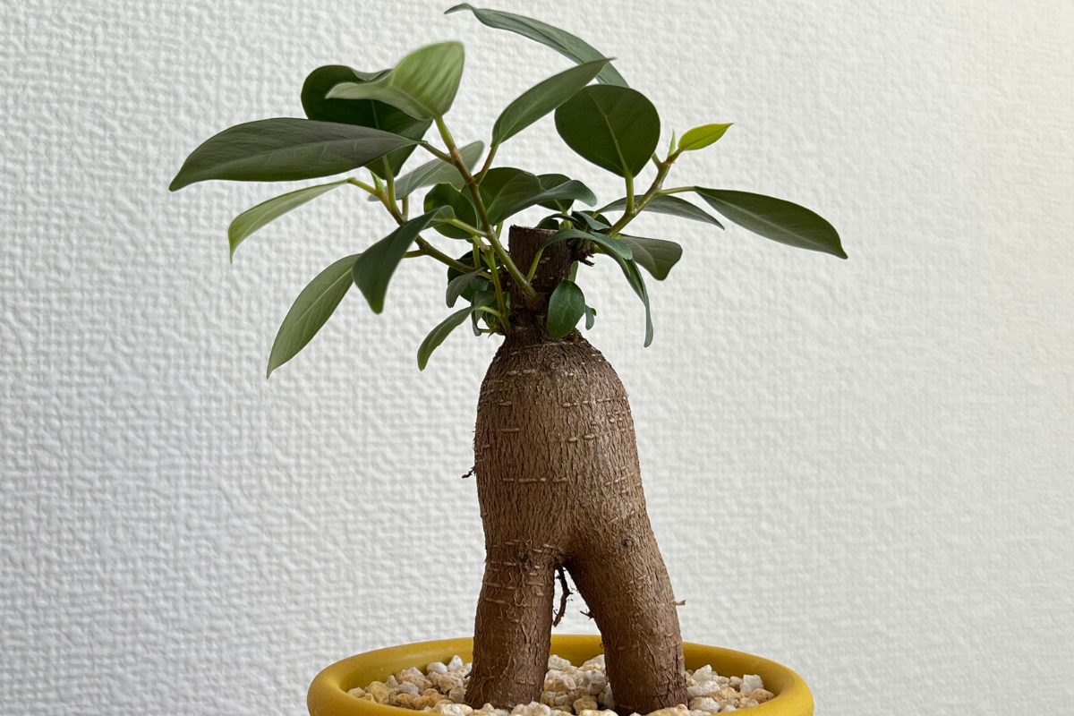 ガジュマルの育て方完全ガイド｜水やりと剪定で元気に育てるコツ