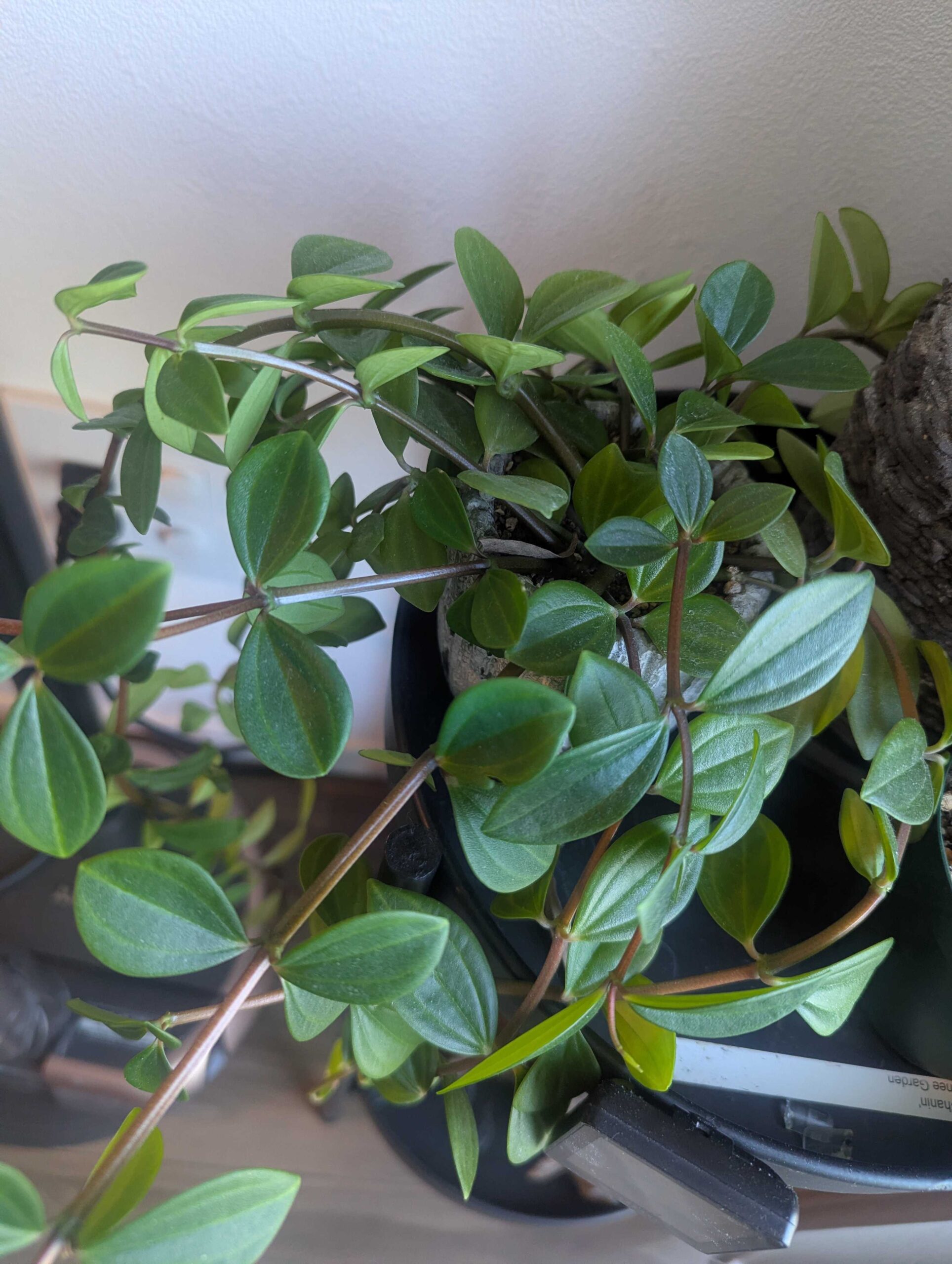 ペペロミアの育て方｜初心者向けの水やりと置き場所の基本ガイド