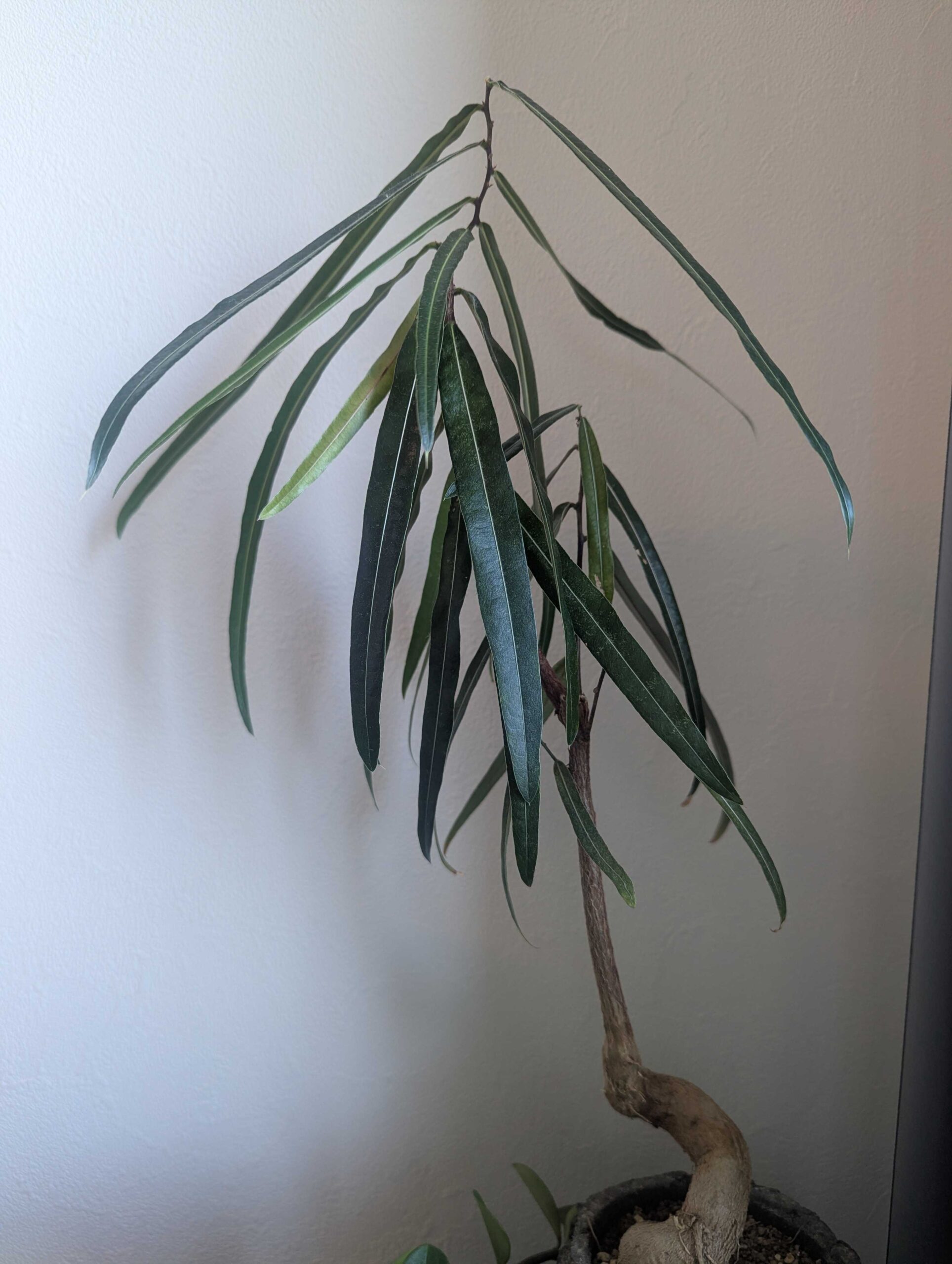 ブラキキトン(ボトルツリー)の育て方｜水やりと冬越しで失敗しないコツ