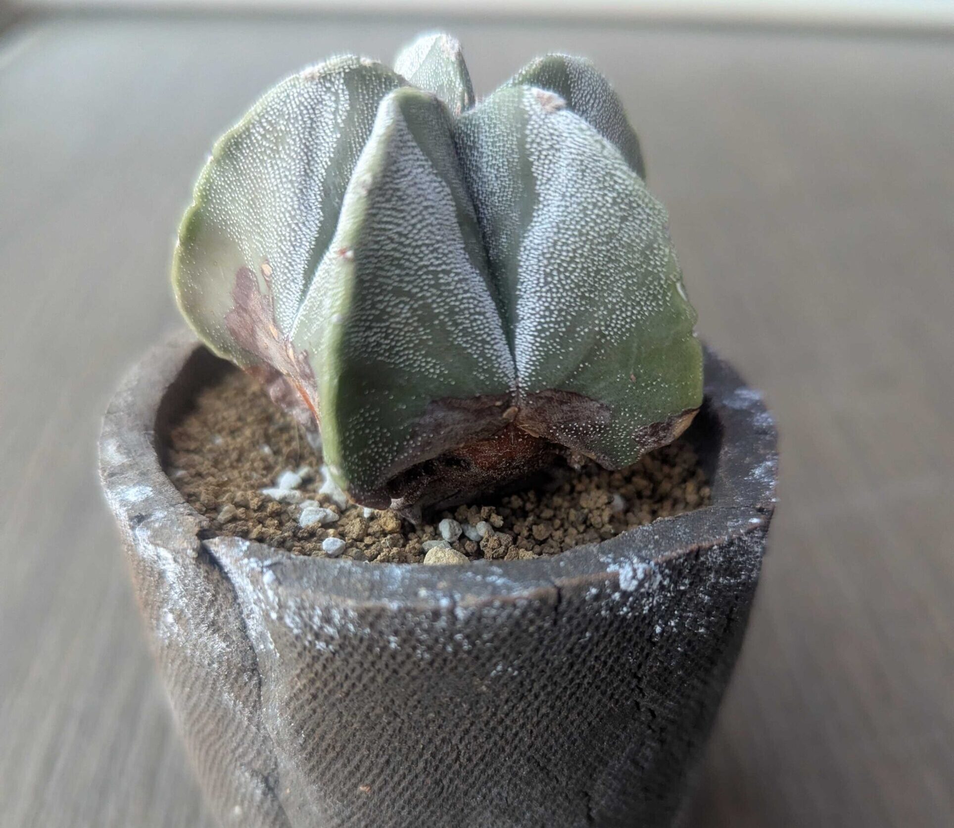 アストロフィツムの育て方｜兜丸やランポー玉を美しく育てる水やりと管理のコツ