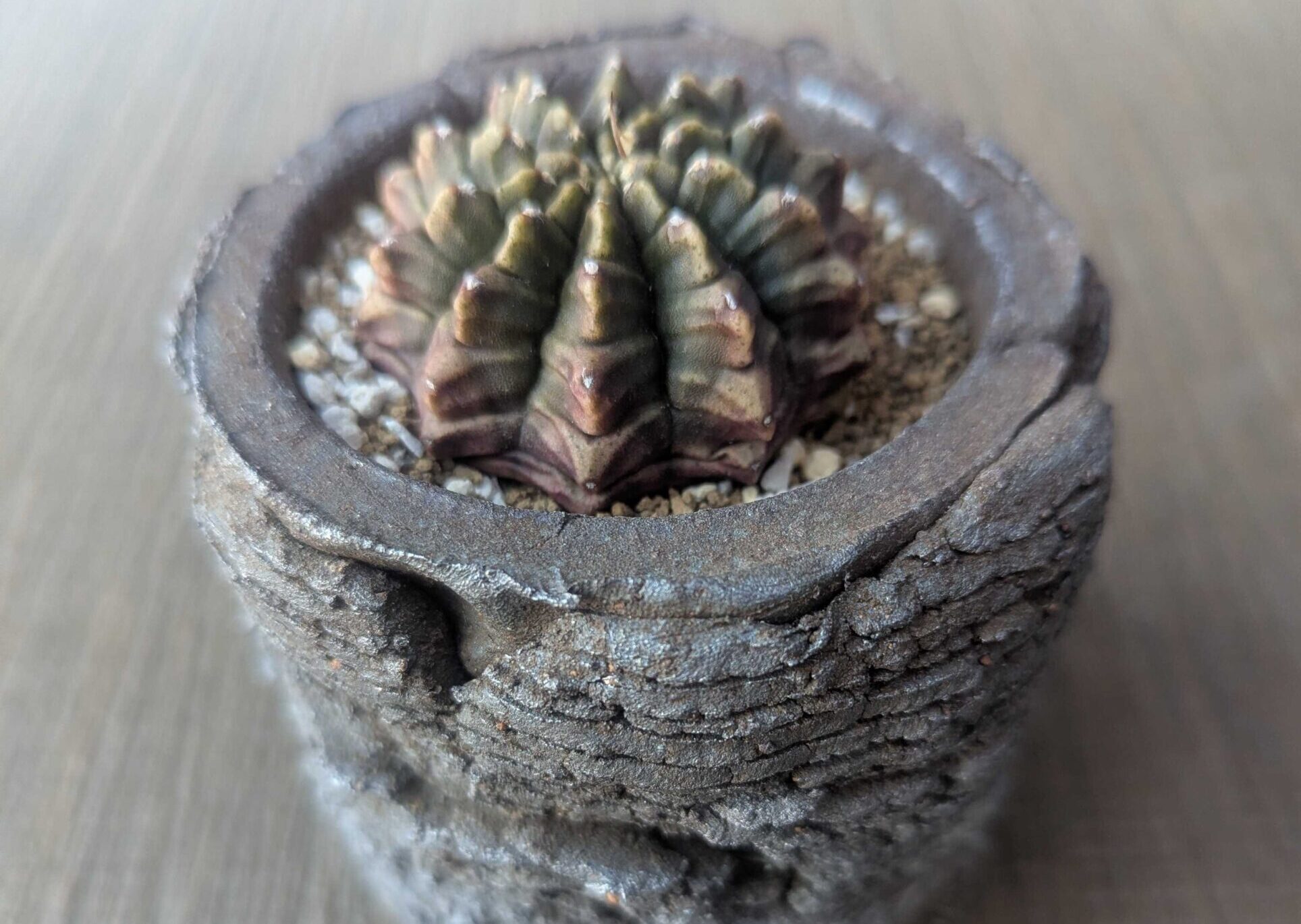 ギムノカリキウム・フリードリッヒの育て方｜サボテン初心者でも失敗しない水やりと植え替えのコツ