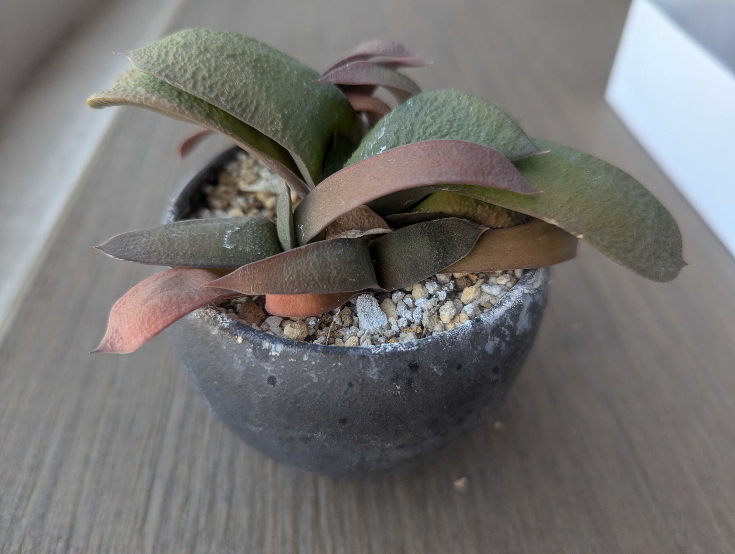 ガステリア・グロメラータの育て方｜多肉植物初心者でも失敗しない管理のコツ