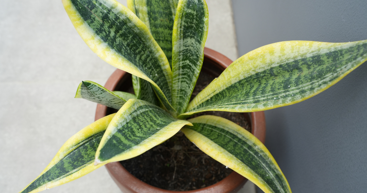 サンセベリアの育て方 | 水やり・置き場所・増やし方を解説