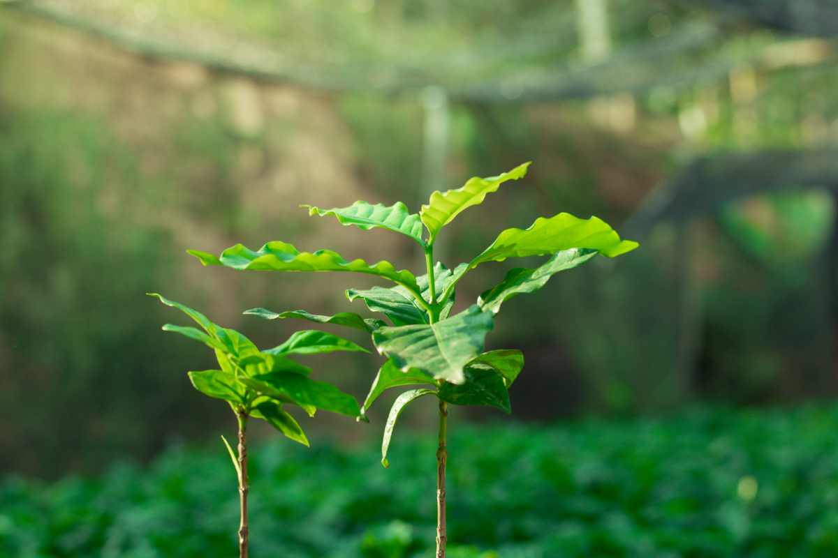 コーヒーの木