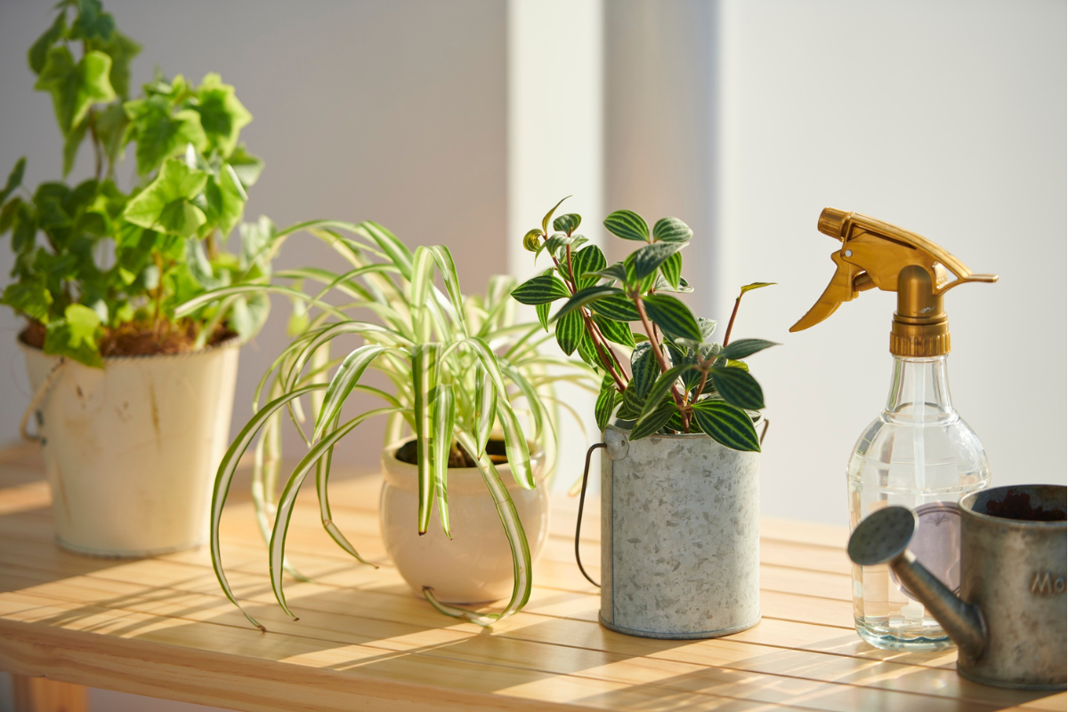 観葉植物の育て方の基本｜光・水・温度が大切な理由と不足時のサイン