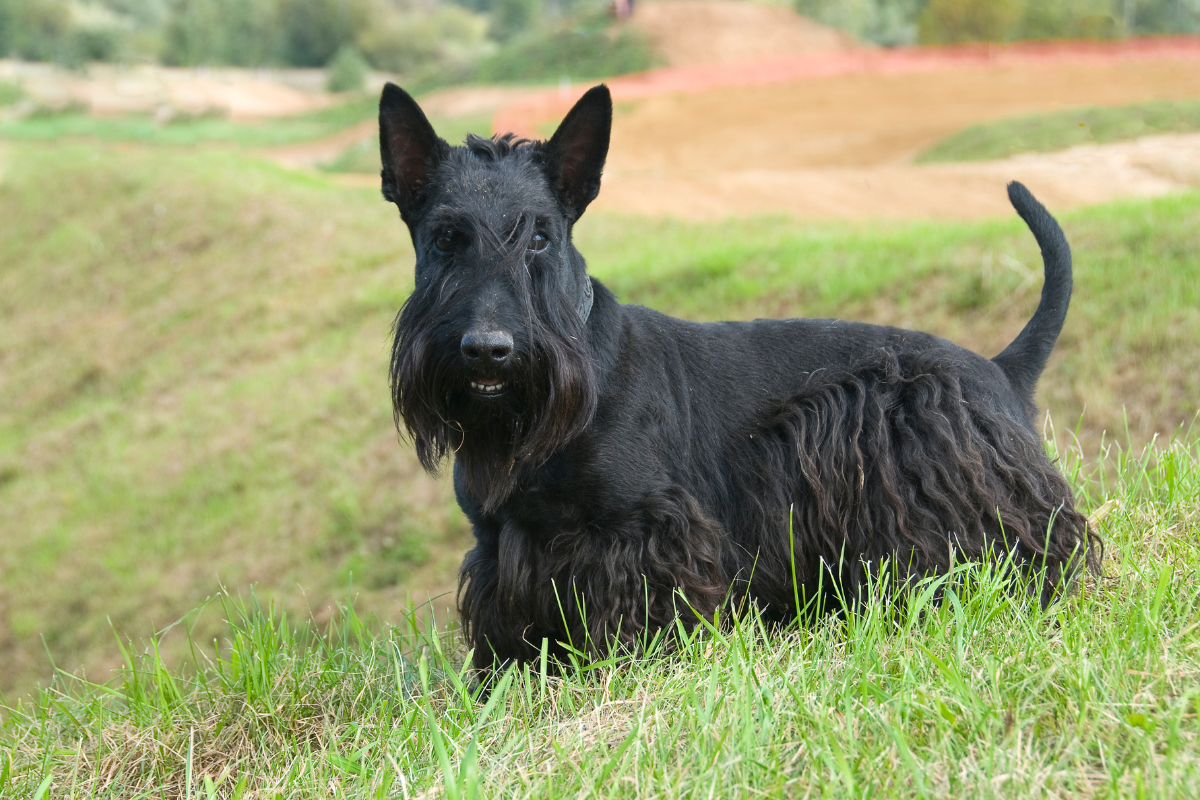 スコティッシュテリア