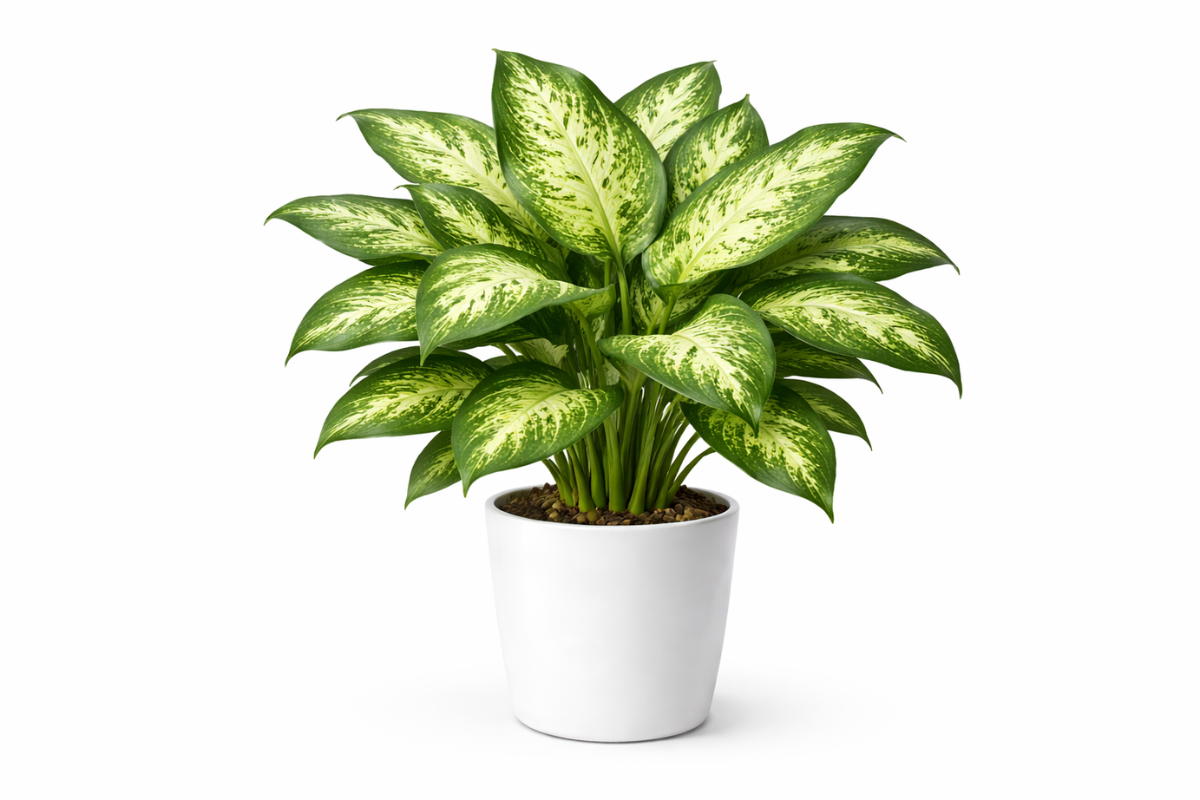 ディフェンバキア