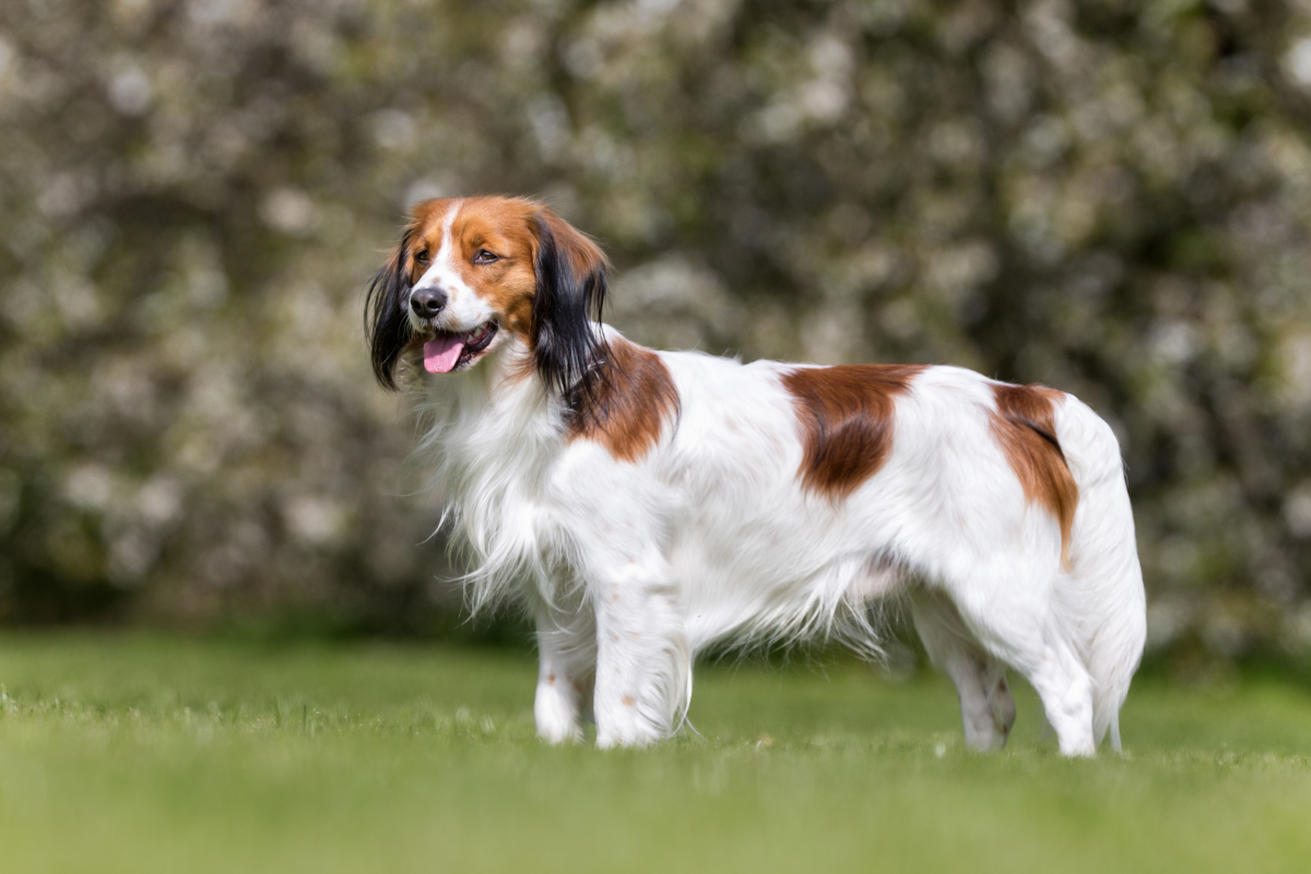 コーイケルホンディエってどんな犬？特徴・性格・飼い方のポイント