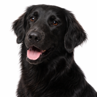 フラットコーテッドレトリーバー