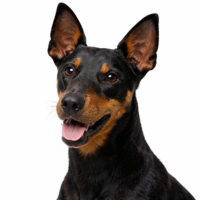 マンチェスターテリア