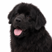 ニューファンドランド