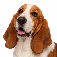 バセットハウンド