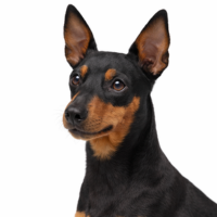 トイマンチェスターテリア