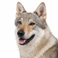 チェコスロバキアン・ウルフドッグ