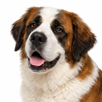 セントバーナード