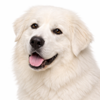 グレートピレニーズ