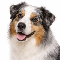 オーストラリアンシェパード