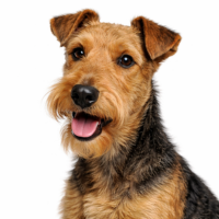 ウェルシュテリア