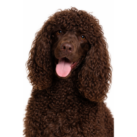 アイリッシュウォータースパニエル