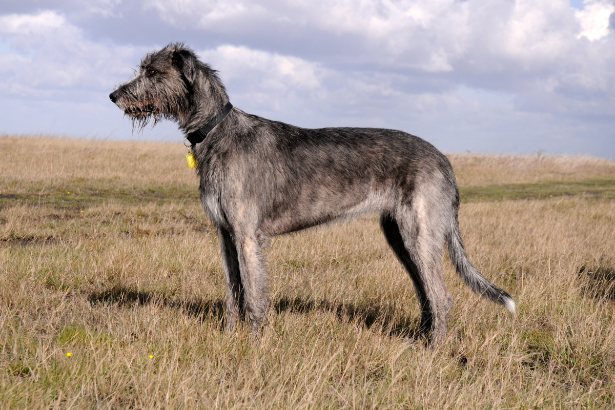 アイリッシュウルフハウンド