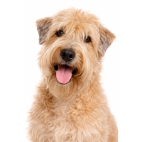 アイリッシュ・ソフトコーテッド・ウィートン・テリア