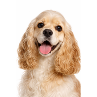 アメリカンコッカースパニエル