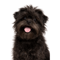 アーフェンピンシャー