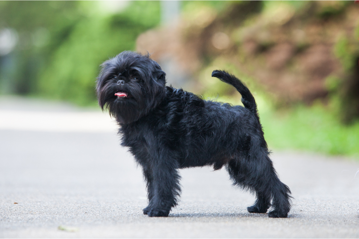 アーフェンピンシャー