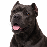 イタリアンコルソドッグ