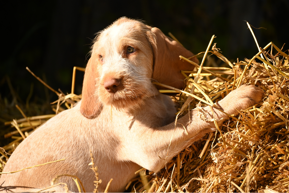 イタリアンスピノーネ