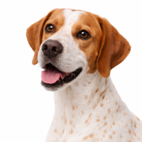 イングリッシュポインター