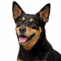 オーストラリアンケルピー