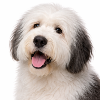 オールドイングリッシュシープドッグ