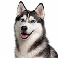 シベリアンハスキー