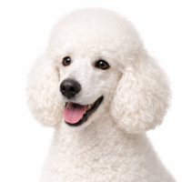 スタンダードプードル