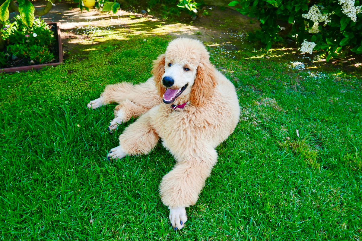 スタンダードプードル