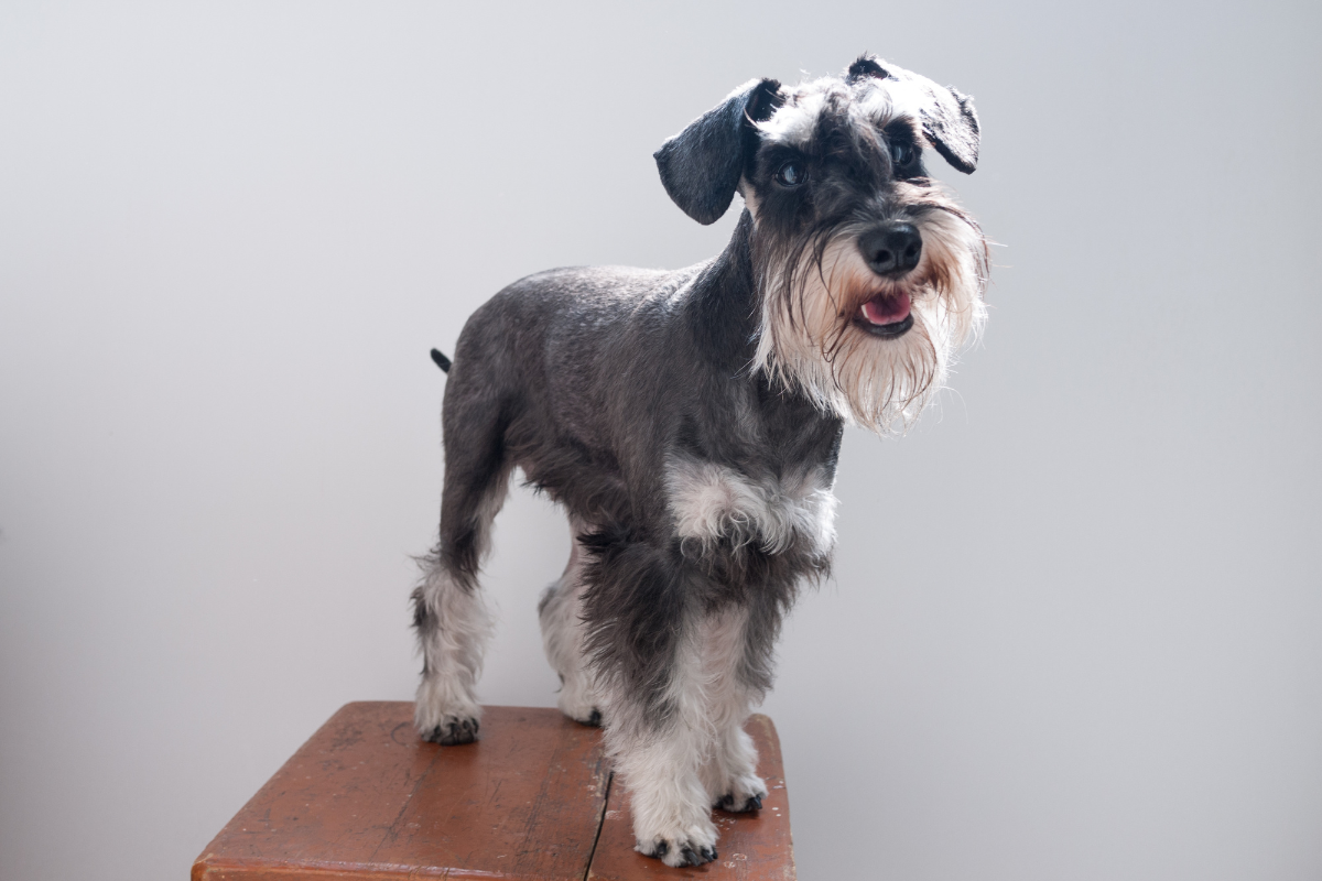 ミニチュアシュナウザー