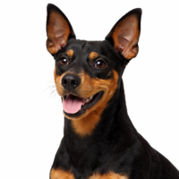 ミニチュアピンシャー