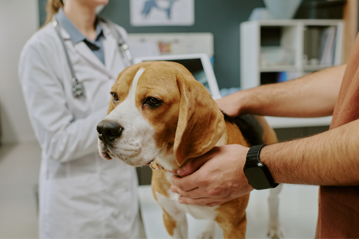 犬の嘔吐と下痢への対応｜症状別の見極め方と受診判断のタイミング