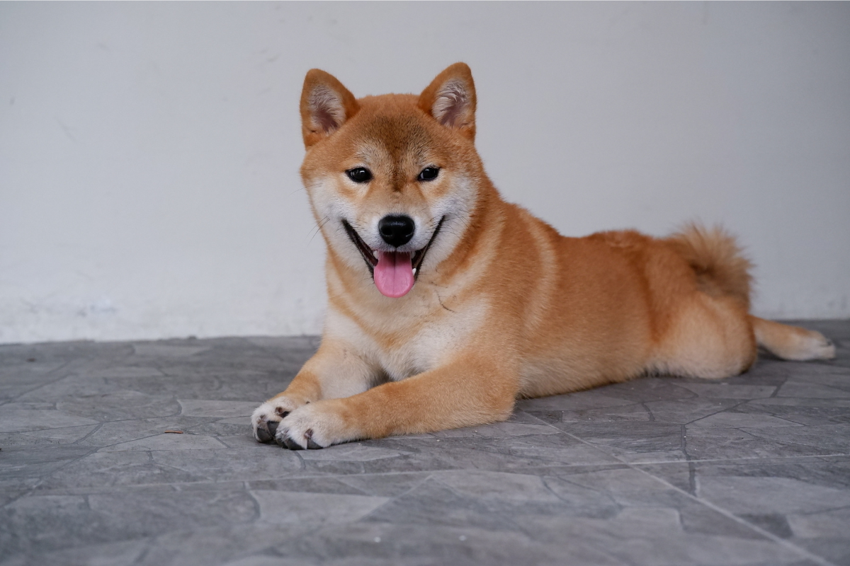 柴犬の飼い方｜飼う前に知っておきたい5つのこと：性格・寿命・注意点を徹底解説