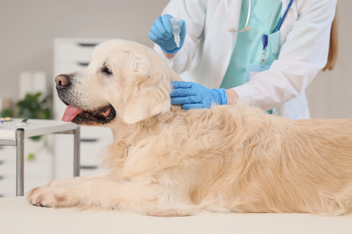 室内犬でも必要？犬のワクチン・ノミダニ・フィラリア予防の時期と費用