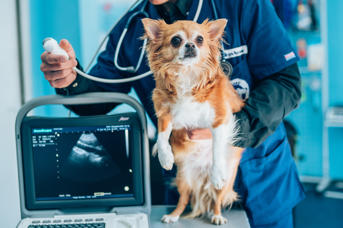 犬の誤飲・中毒のとき何をすべき？緊急時の対応と危険な物質を解説