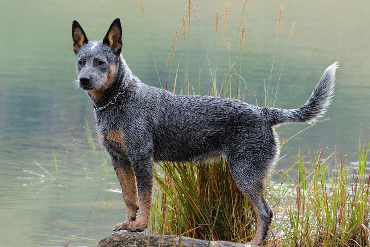 オーストラリアンキャトルドッグ