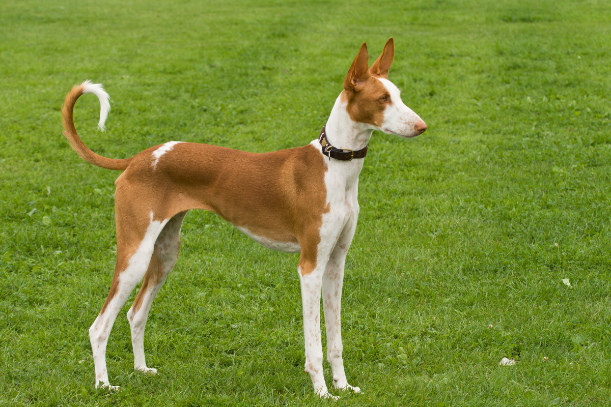 イビザンハウンド