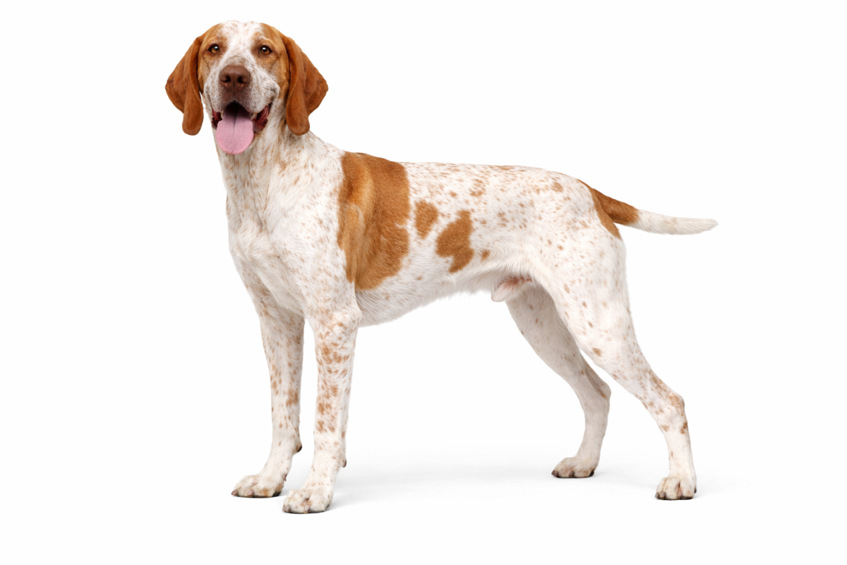 イタリアンポインティングドッグ