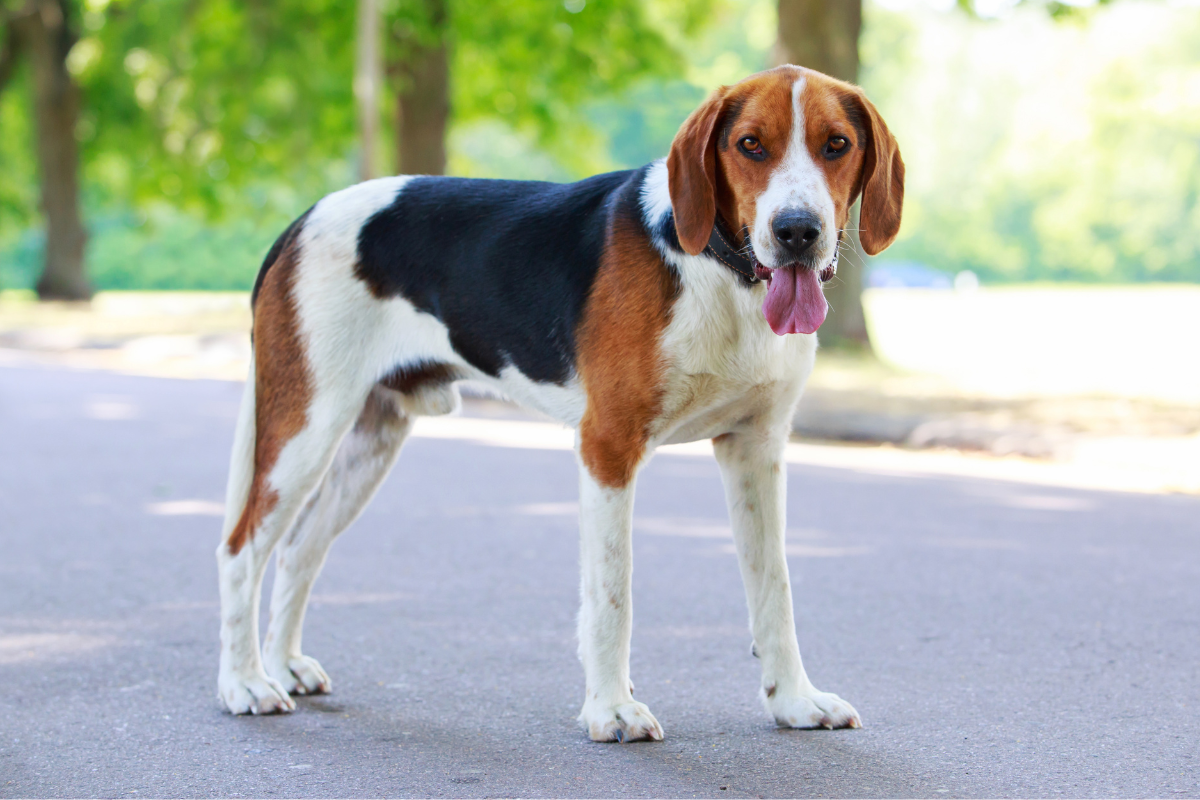 アメリカンフォックスハウンド