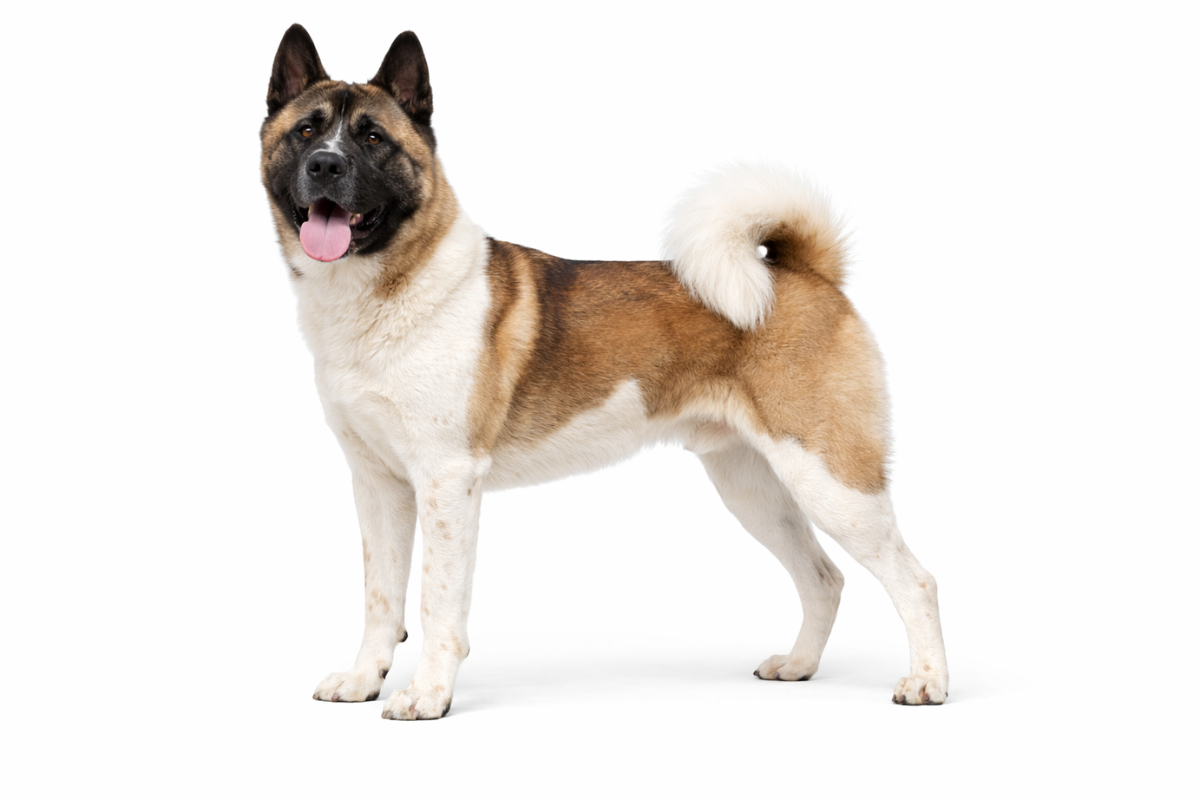 アメリカンアキタ