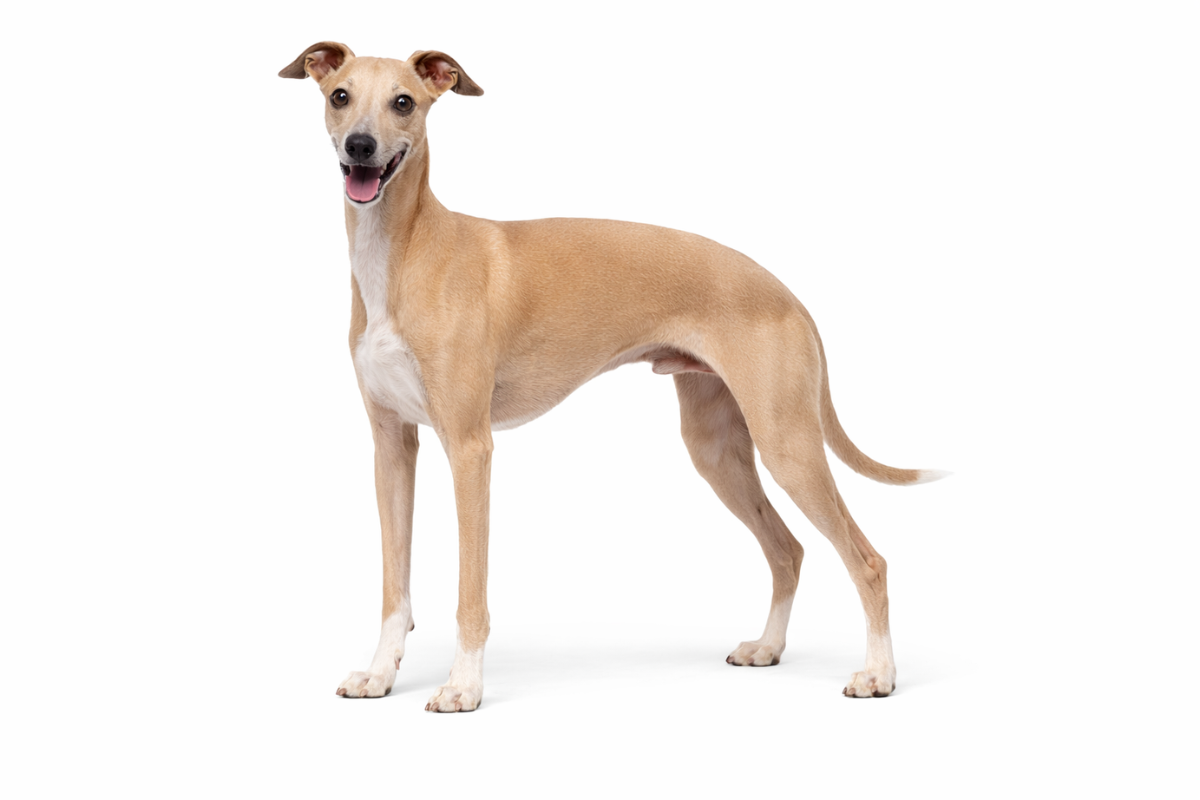 イタリアングレーハウンド