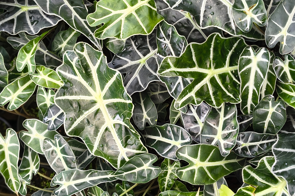 アロカシアの育て方|初心者向けに水やり・置き場所・管理のコツを解説